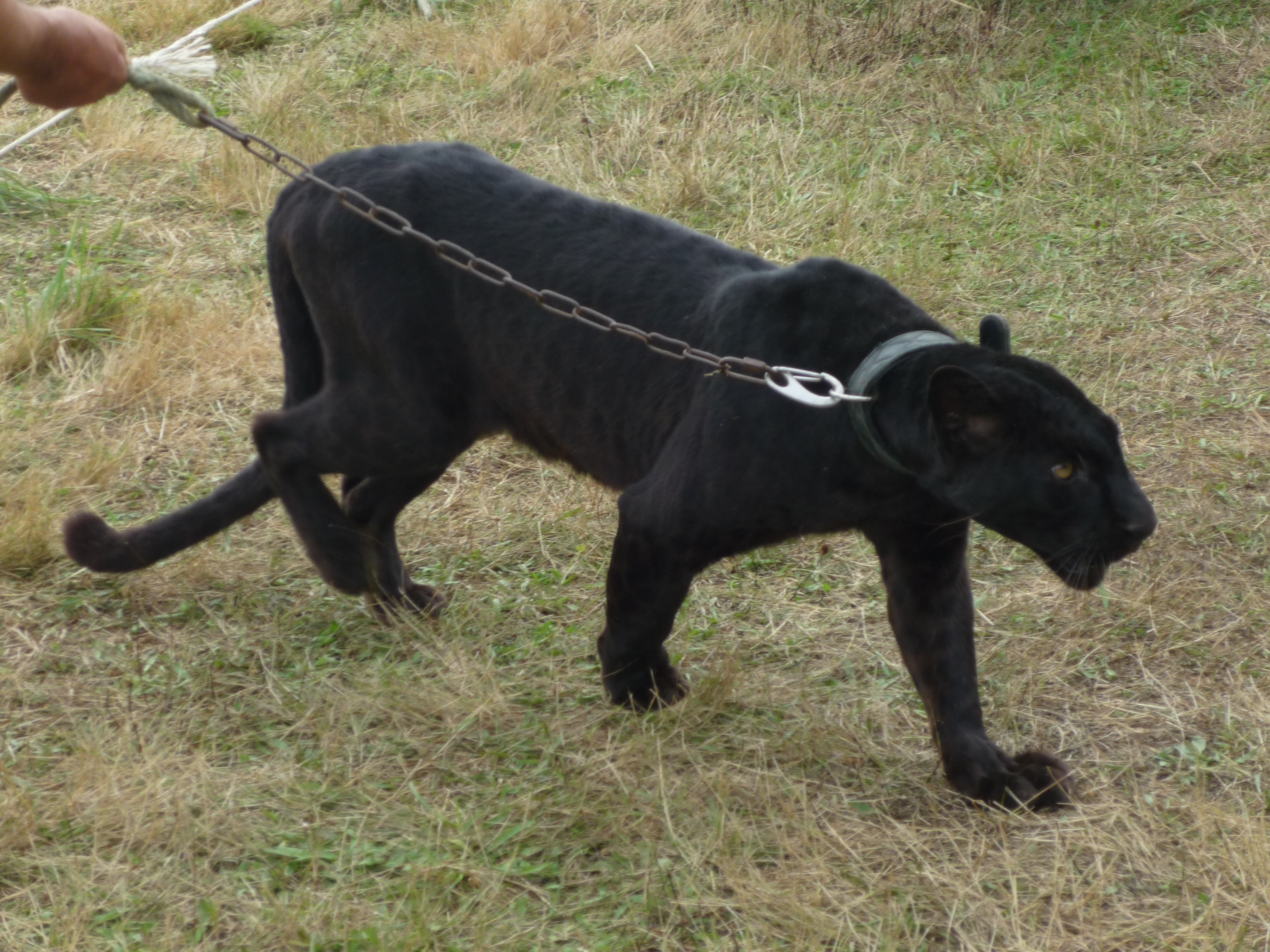 panthère