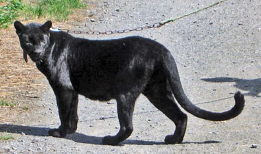 panthère