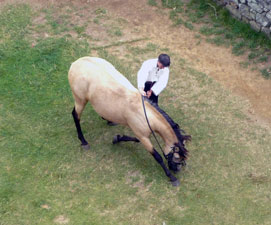 dressage chevaux