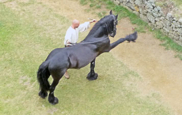 dressage chevaux