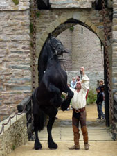 dressage du cheval