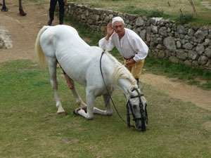 dressage chevaux