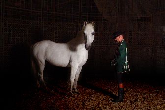 lipizzan