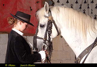 cheval lipizzan