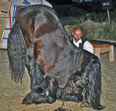 cheval frison à genoux