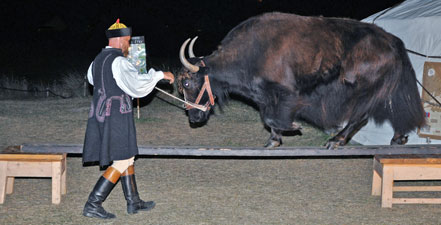 yak sur une planche