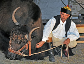 yak