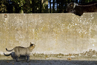 chat et panthère