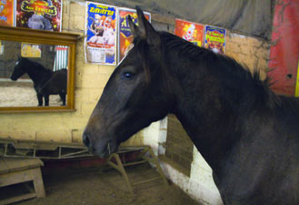 portrait de cheval