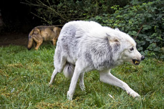 loup