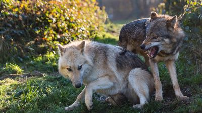 loups