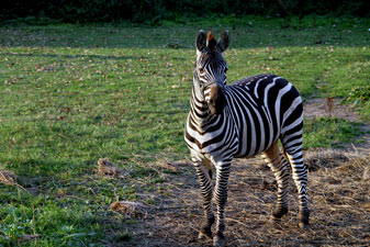 zebre