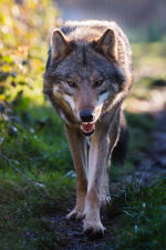 loup