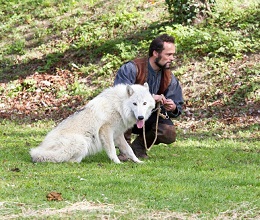 Un loup