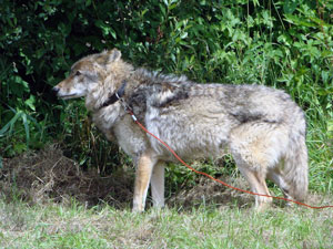 loup