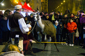 Lama qui saute