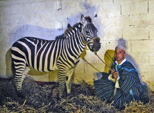 zebre