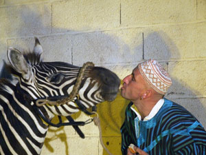 zebre