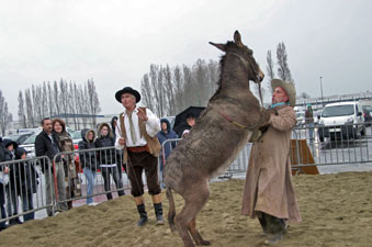 cowboys